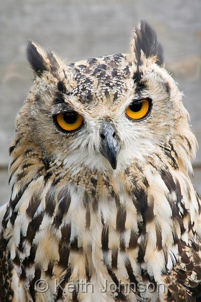 Bengal Eagle Owl.jpg